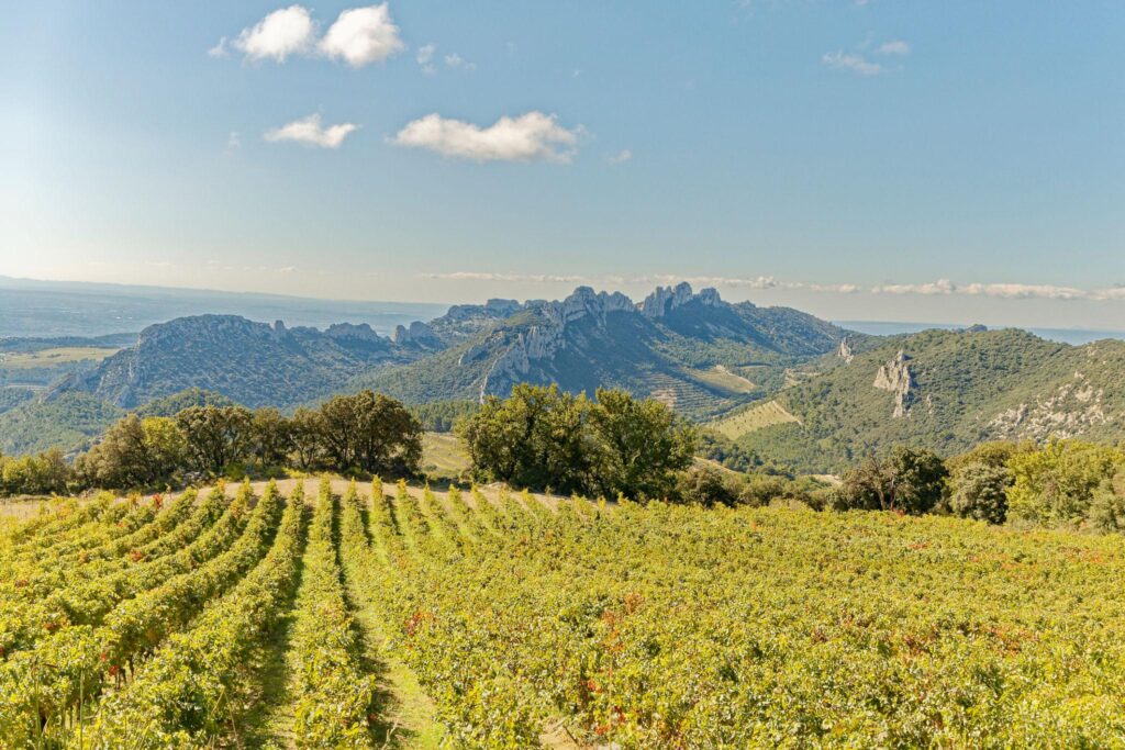 vignes de Gigondas Dentelles de Montmirail Vaucluse Provence